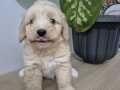 Tombiş maltipoo 
