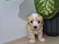 Maltipoo 