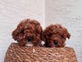 Toy poodle 