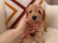 Maltipoo 