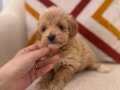 Minnoş maltipoo
