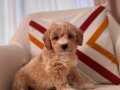 Minik Maltipoo 