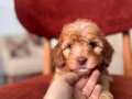 Minnoş Maltipoo 