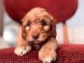 Maltipoo bebeğim 