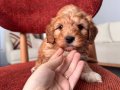 Maltipoo bebeğim 