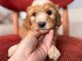 Kahve beyaz Maltipoo 