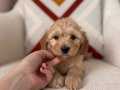 Güzeller güzeli Maltipoo 
