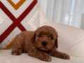 Red Maltipoo yavrum