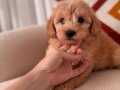 Maltipoo yavrum 