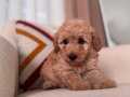 Kıvırcık Maltipoo yavrum 