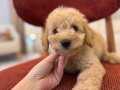 Maltipoo bebeklerim 