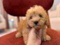Maltipoo yavrum 