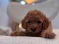 Poodle gibi Maltipoo 