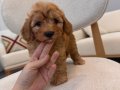 Orjinal maltipoo