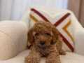 Poodle gibi Maltipoo 