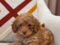 Kıvırcık Maltipoo 