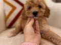 Minik Maltipoo yavrum 