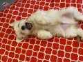 White morkie 