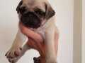Orjinal pug bebekler 