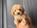 Minik Maltipoo bebeğim 
