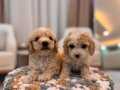 Kıvırcık Maltipoo 