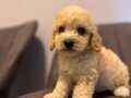 Maltipoo bebeğim 