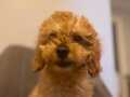 Maltipoo bebeğim 