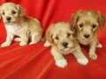 Minik maltipoo