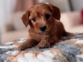 Red Maltipoo 