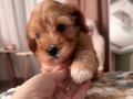 Minik maltipoo