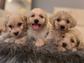 Bebek surat Maltipoo bebeklerim 