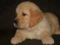 Baby face golden 