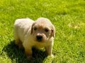 Orjinal golden bebeklerim 