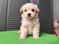 Küçük Maltipoo 