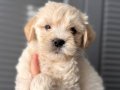 Minik Maltipoo bebeğim 