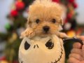 Fincan Maltipoo bebekler 