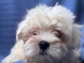 Beyaz İpeksi Kürklü Tuvalet Eğitimli Maltipoo Yavrusu