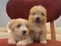 Küçük Neşeli Maltipoo Bebeklerim 