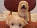 Küçük Neşeli Maltipoo Bebeklerim 