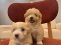 Küçük Neşeli Maltipoo Bebeklerim 