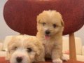 Küçük Neşeli Maltipoo Bebeklerim 