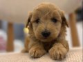 Minik Maltipoo Bebeklerim 
