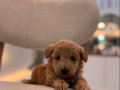 Minik Maltipoo Bebeklerim 