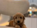 Minik Maltipoo Bebeklerim 