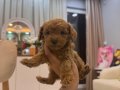 Toy poodle bebeğim 