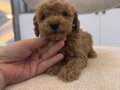 Toy poodle bebeğim 