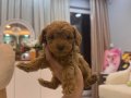 Toy poodle bebeğim 