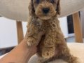 Minik Maltipoo yavrularım 