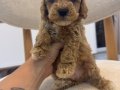 Minik Maltipoo yavrularım 