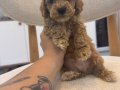 Minik Maltipoo yavrularım 